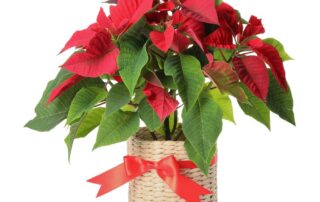 poinsettia