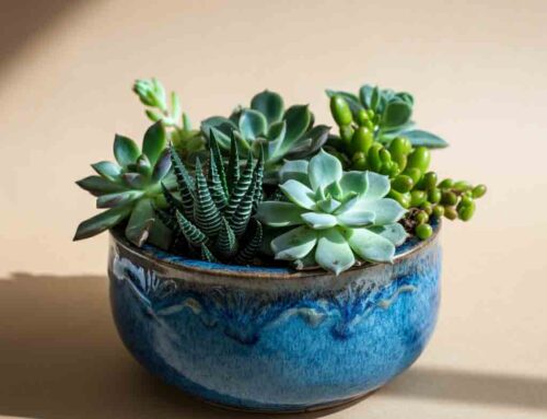 Father’s Day Plants